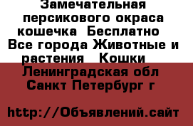 Замечательная персикового окраса кошечка. Бесплатно - Все города Животные и растения » Кошки   . Ленинградская обл.,Санкт-Петербург г.